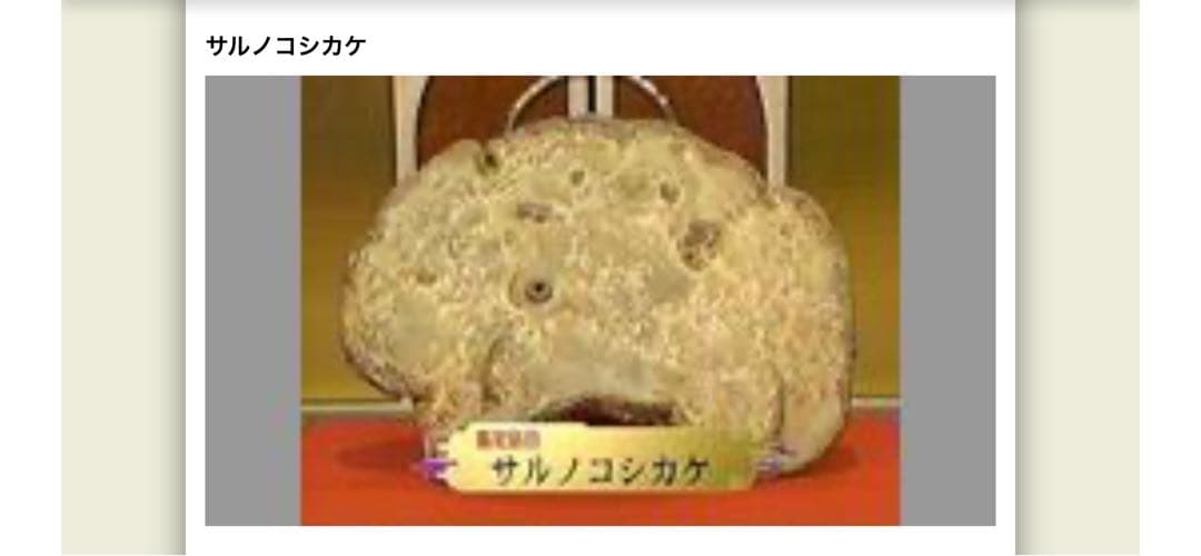 サルノコシカケ　天然　特大サイズ　極希少　さるのこしかけ