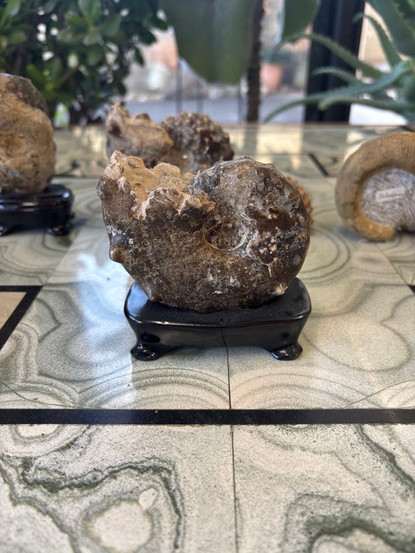 台付アンモナイト　アカントセラス　化石　鉱石　希少　インテリア