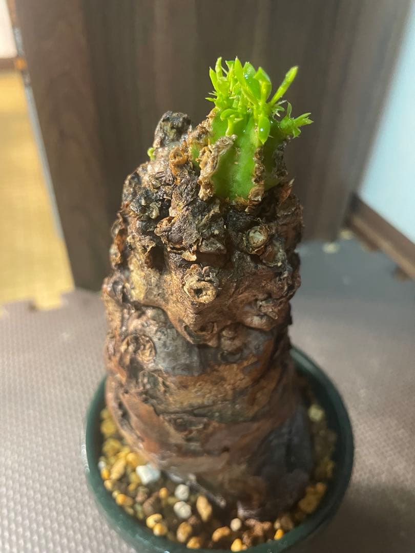 ※*t様 ユーフォルビアムランジーナ　現地株　発根済み