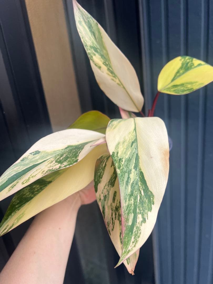 美斑・極株⭐︎フィロデンドロン ストロベリーシェイク /メルカリ便