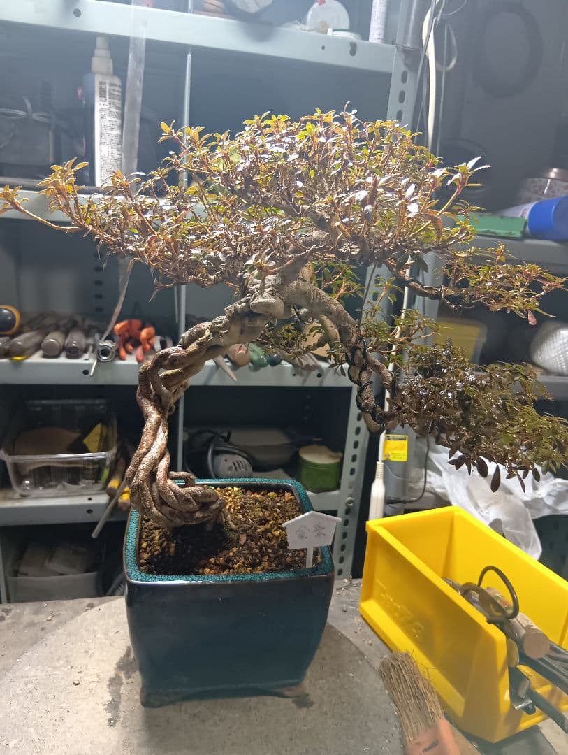 金采皐月（かなり年数持ち込み古い）