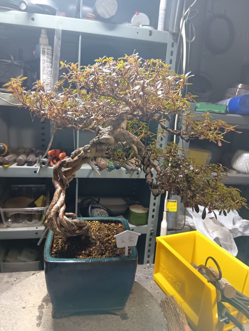 金采皐月（かなり年数持ち込み古い）