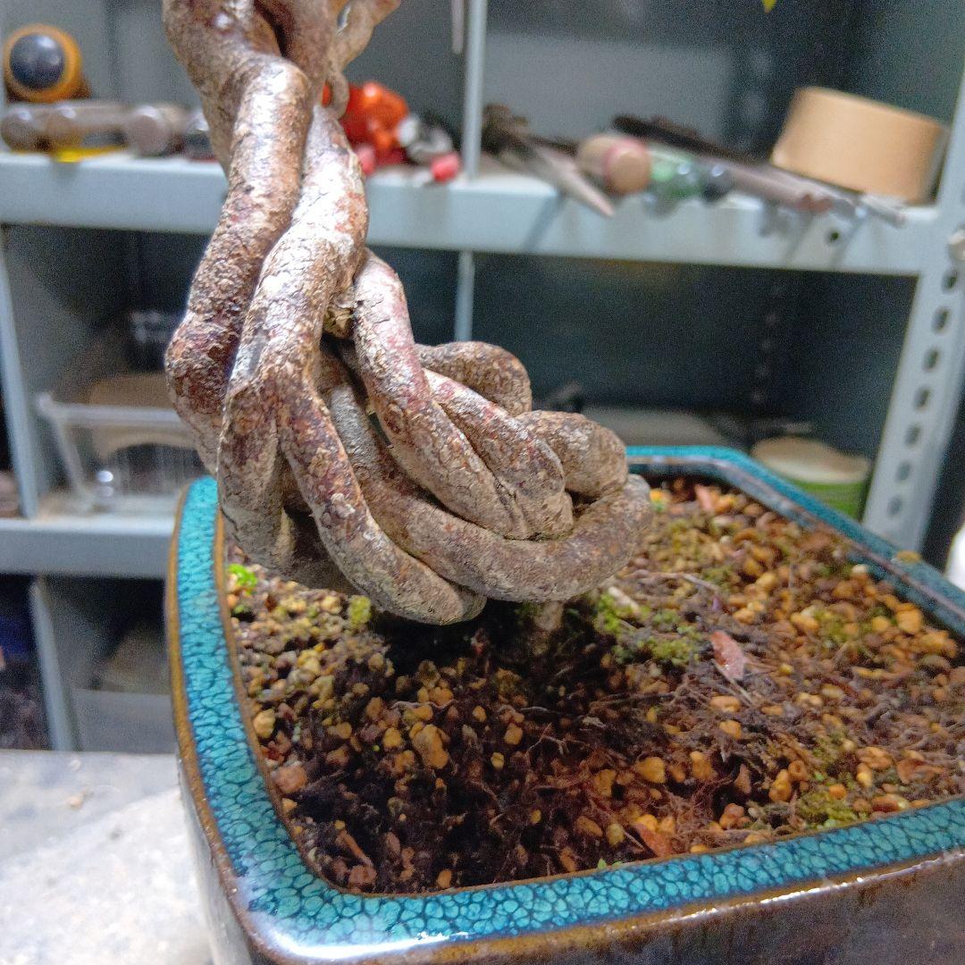 金采皐月（かなり年数持ち込み古い）