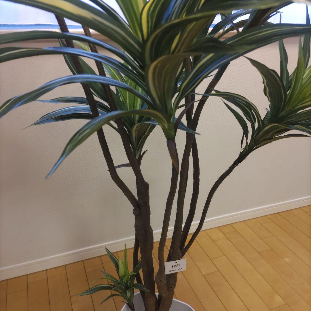 ※オーツ※プレミアム光触媒フェイクグリーン 「ドラセナ・ワーネッキー 8枝