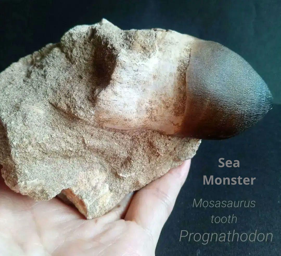 恐竜　歯化石　モササウルス　特大歯　極美麗
