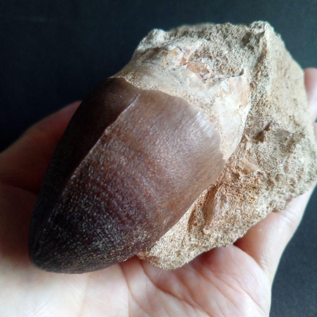 恐竜　歯化石　モササウルス　特大歯　極美麗