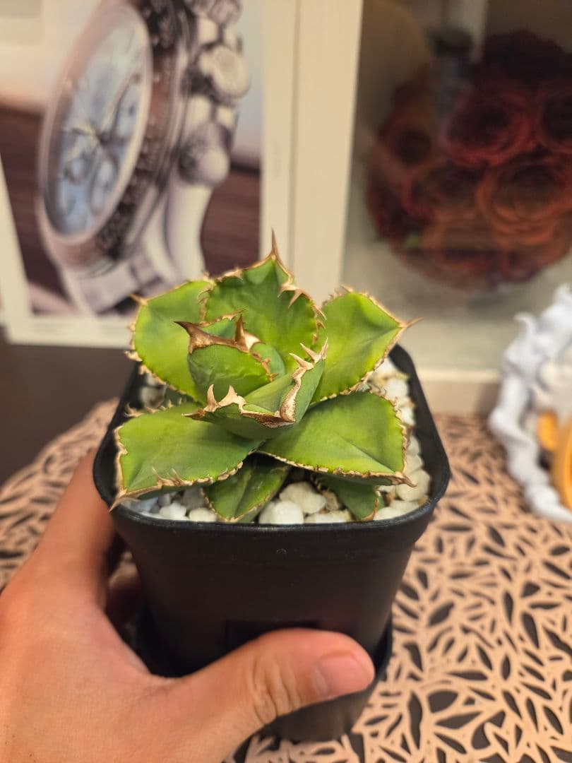 【アガベ ドイツ株】アガベ チタノタ 子株2つ付き