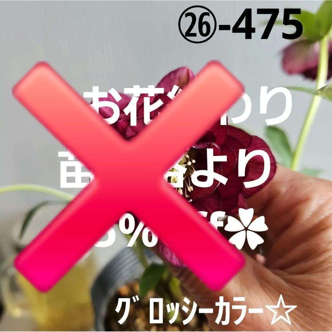 ㉖-475 クリスマスローズ