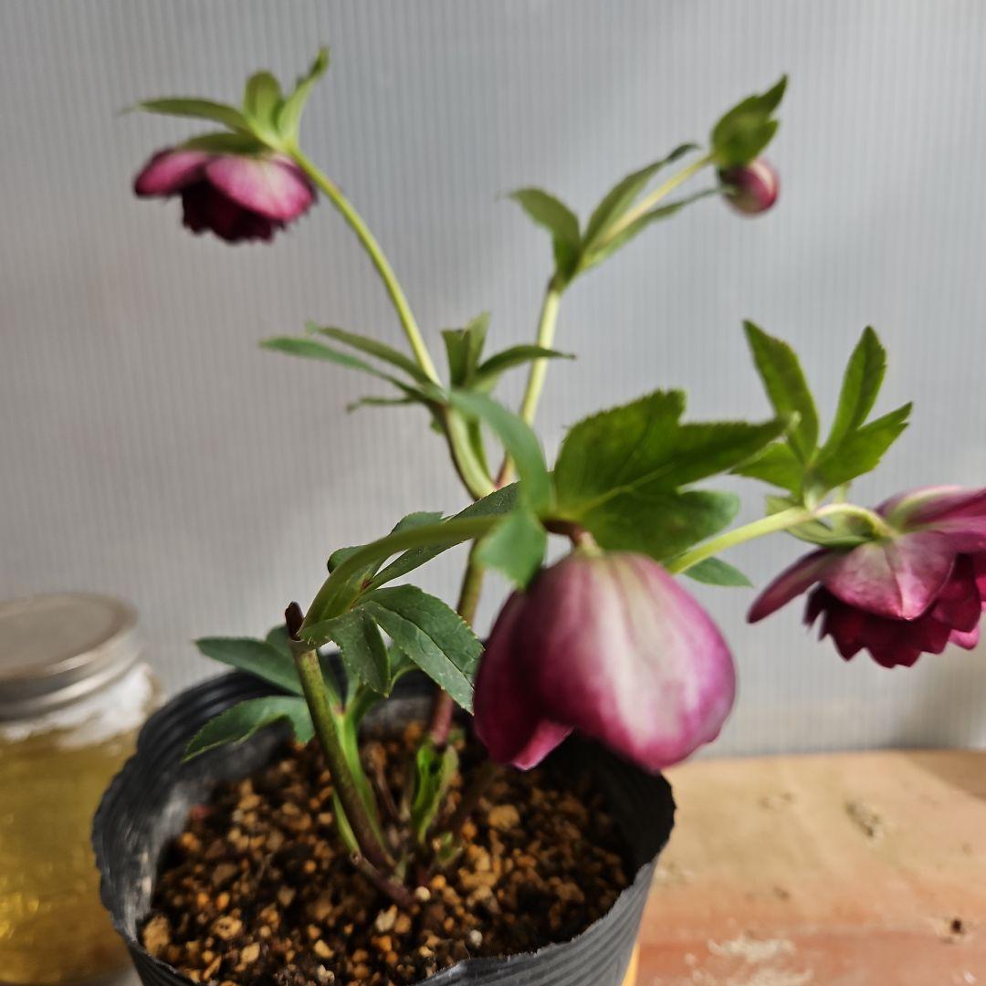 mirakohujin様ご検討苗㉖-475 クリスマスローズ