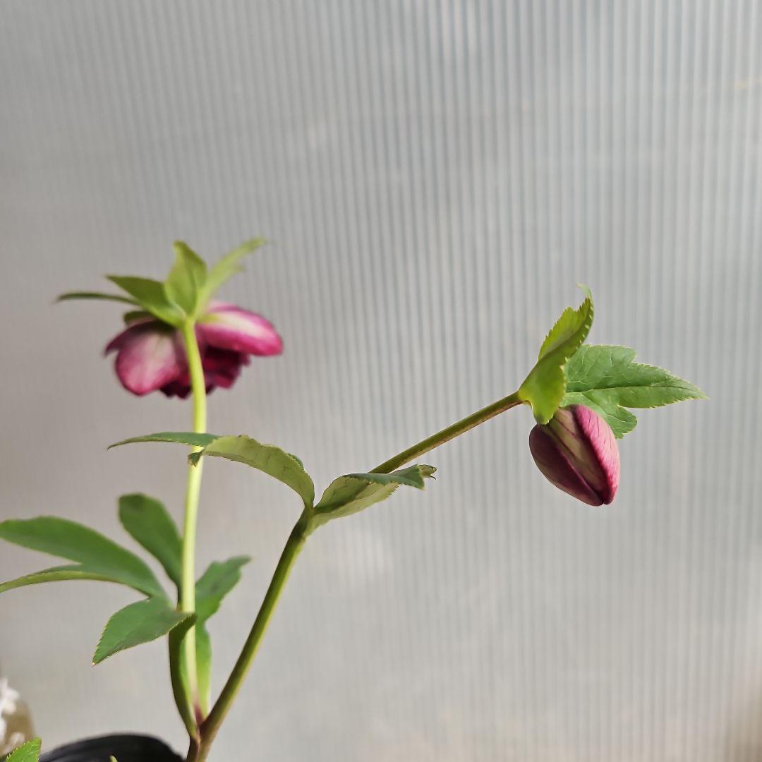 mirakohujin様ご検討苗㉖-475 クリスマスローズ