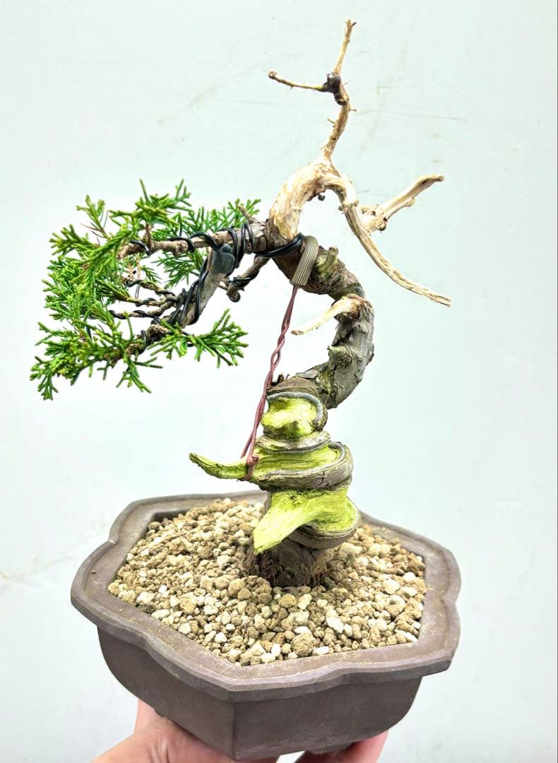 g*m様 糸魚川真柏盆栽【オークション】‼️‼️