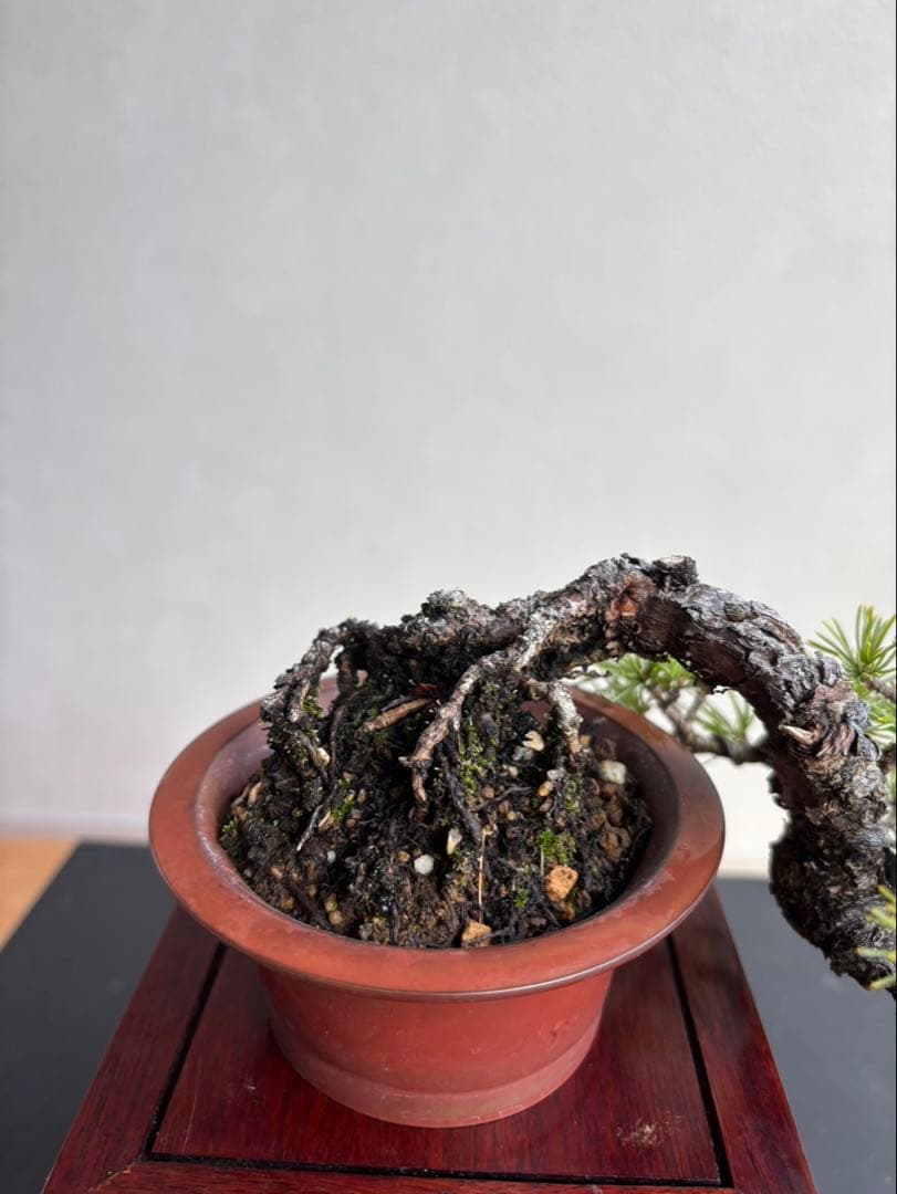 五葉松　盆栽　葉性抜群　小品盆栽　手のひらサイズ