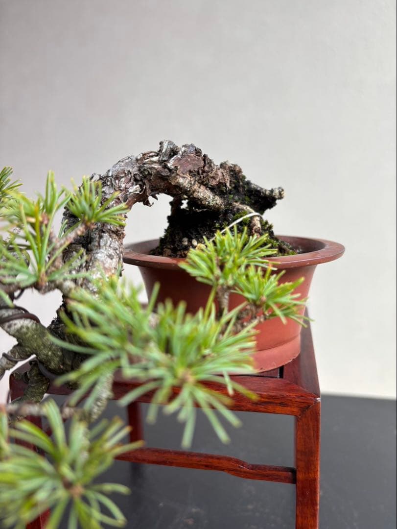 五葉松　盆栽　葉性抜群　小品盆栽　手のひらサイズ