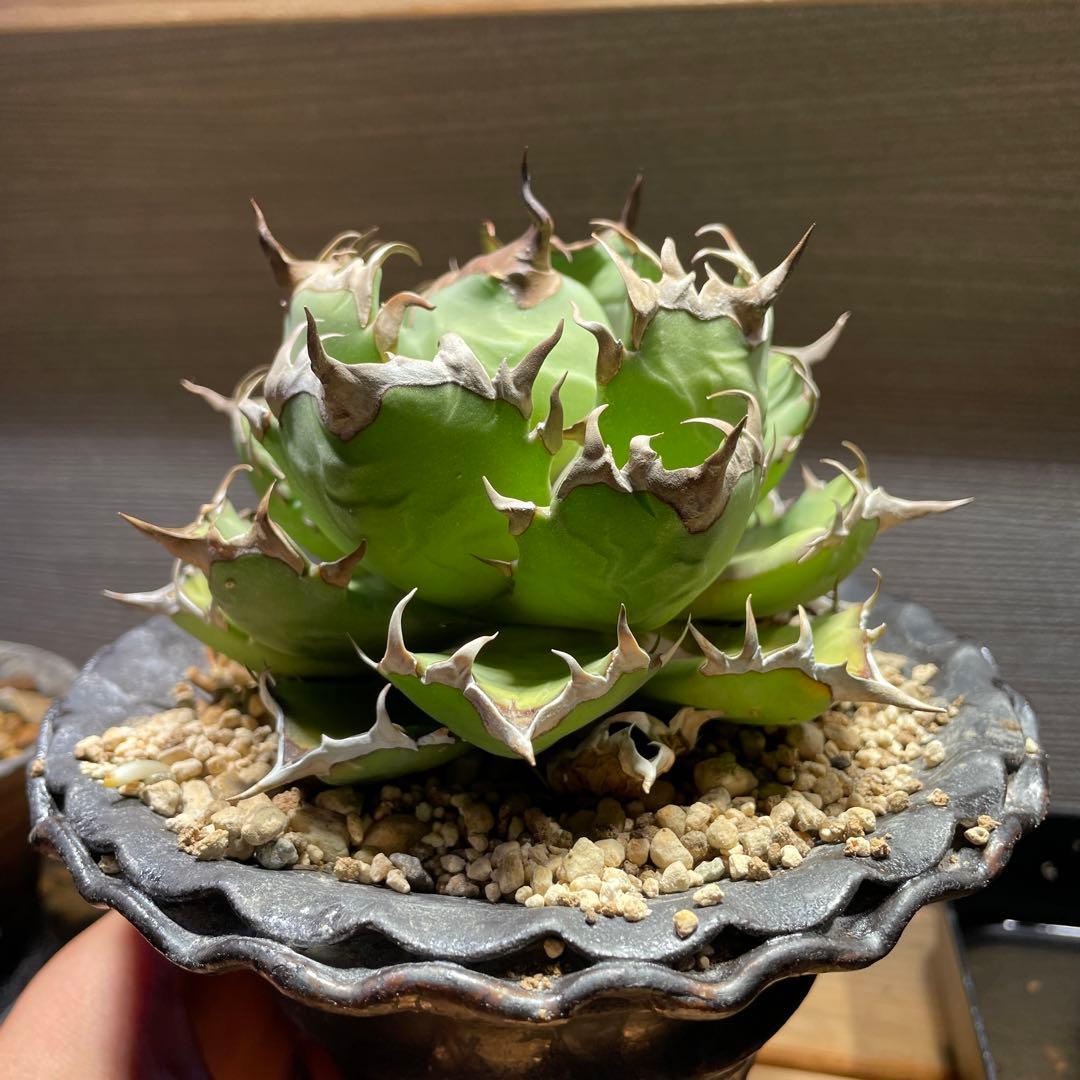 アガベ姫厳龍(親株.植木鉢付き)