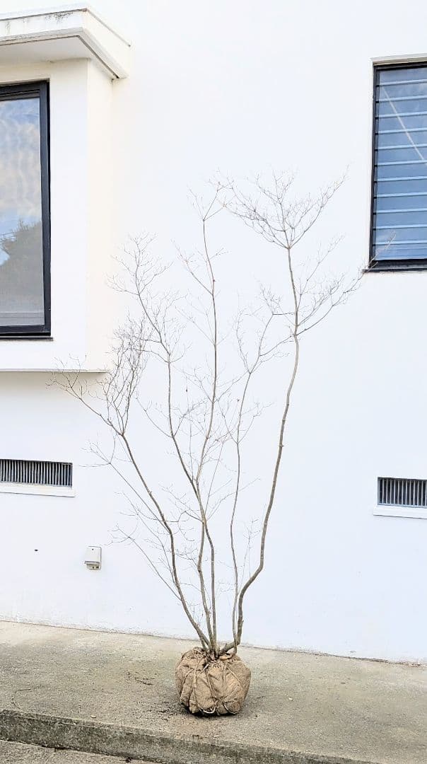 わんころもち。山採りドウダンツツジ。