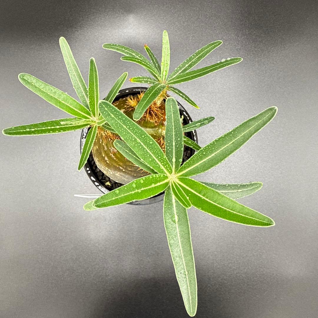 パキポディウム　グラキリス手乗りサイズ緑肌　安心発根済