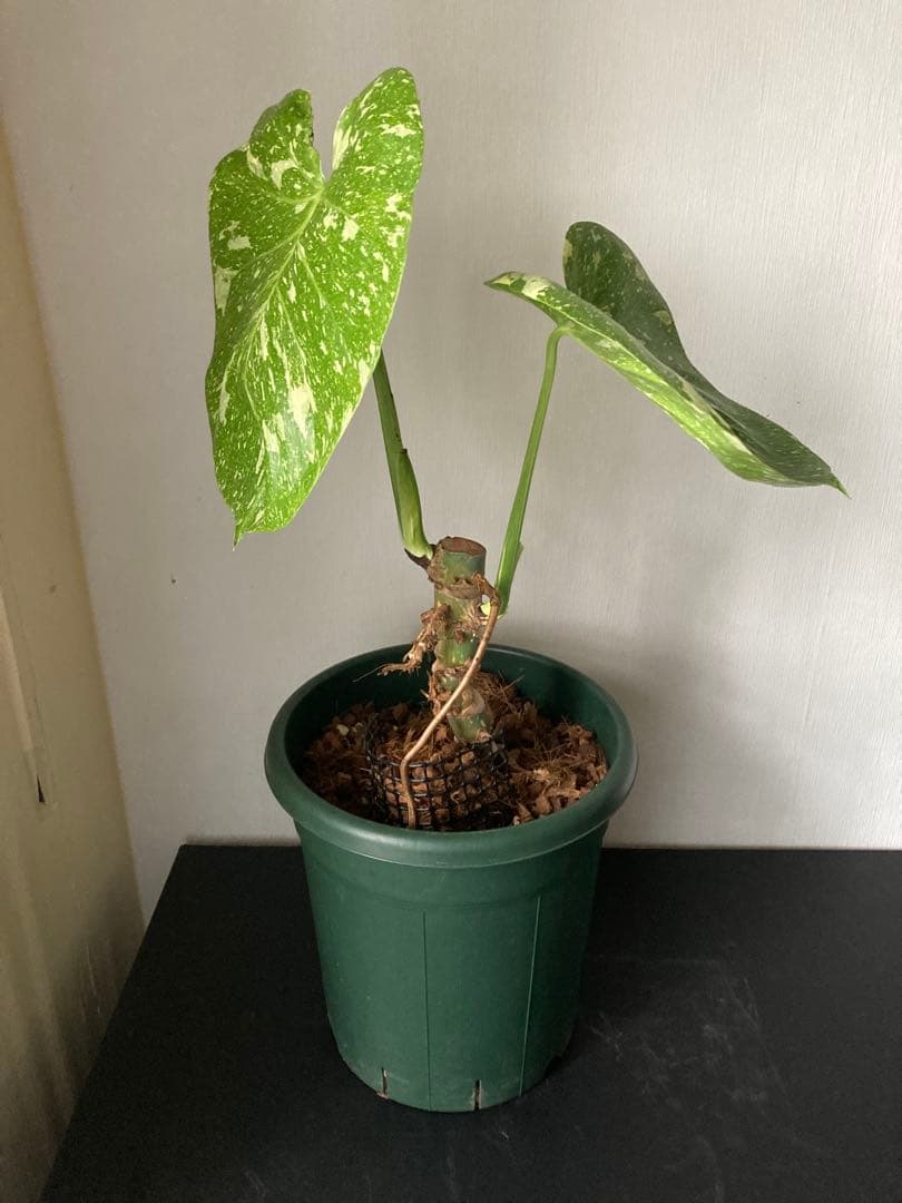 斑入り　モンステラ　デリシオーサ　太茎