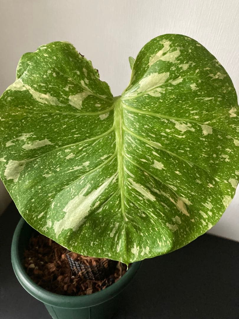 斑入り　モンステラ　デリシオーサ　太茎