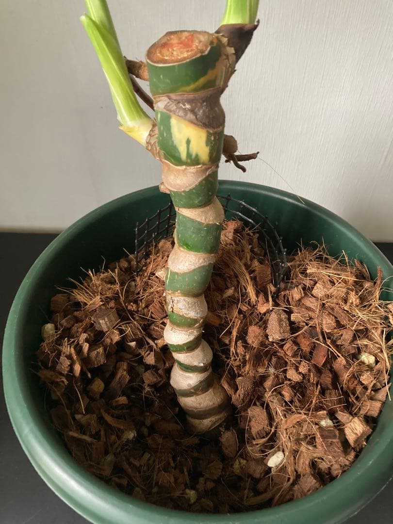 斑入り　モンステラ　デリシオーサ　太茎