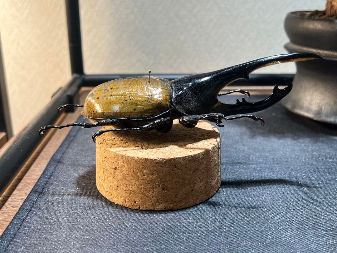 D*s様 D.hヘラクレス 大型 野外標本