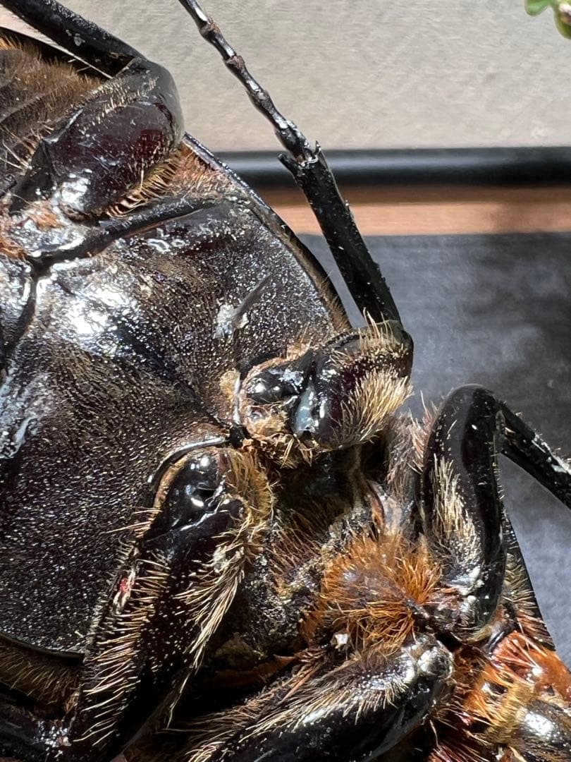 D*s様 D.hヘラクレス 大型 野外標本