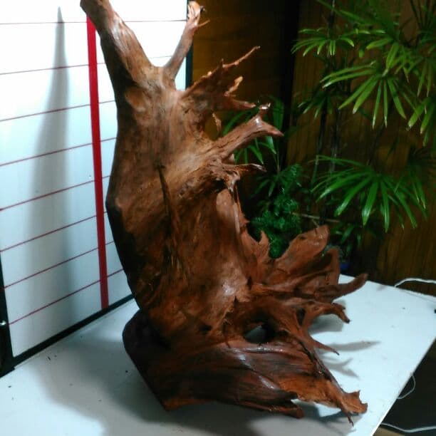 41　桧の古木流木