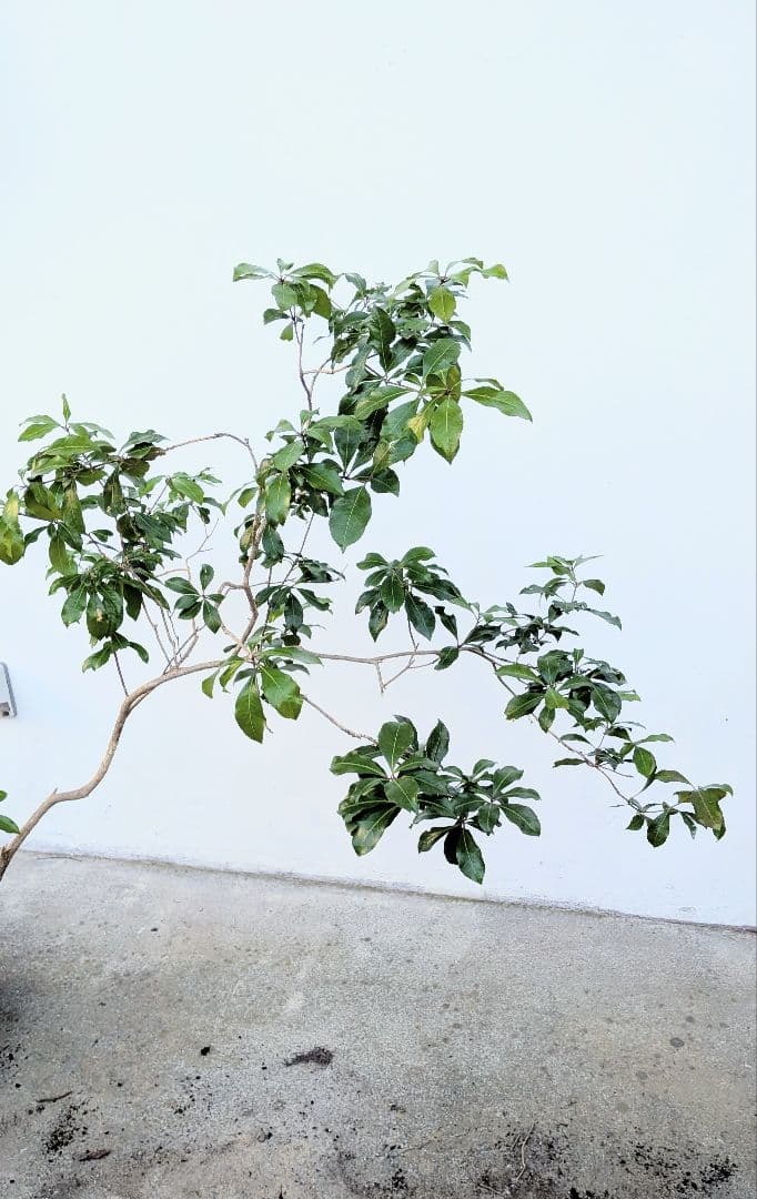 しなやかに。力強く。山採りアセビ。