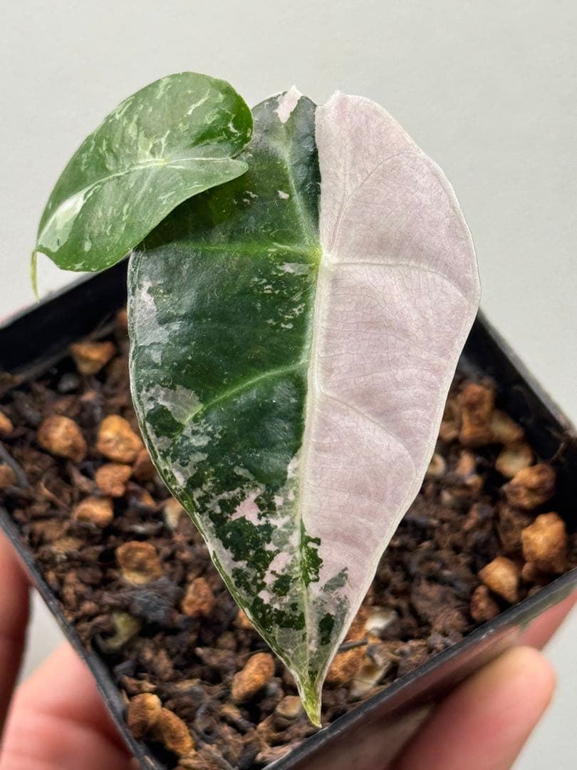選抜 アロカシア アマゾニカピンク斑入り鉢のまま発送 メルカリ便