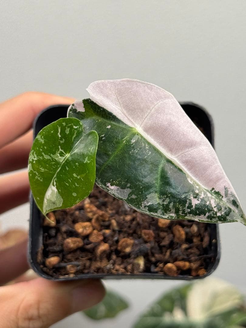 選抜 アロカシア アマゾニカピンク斑入り鉢のまま発送 メルカリ便