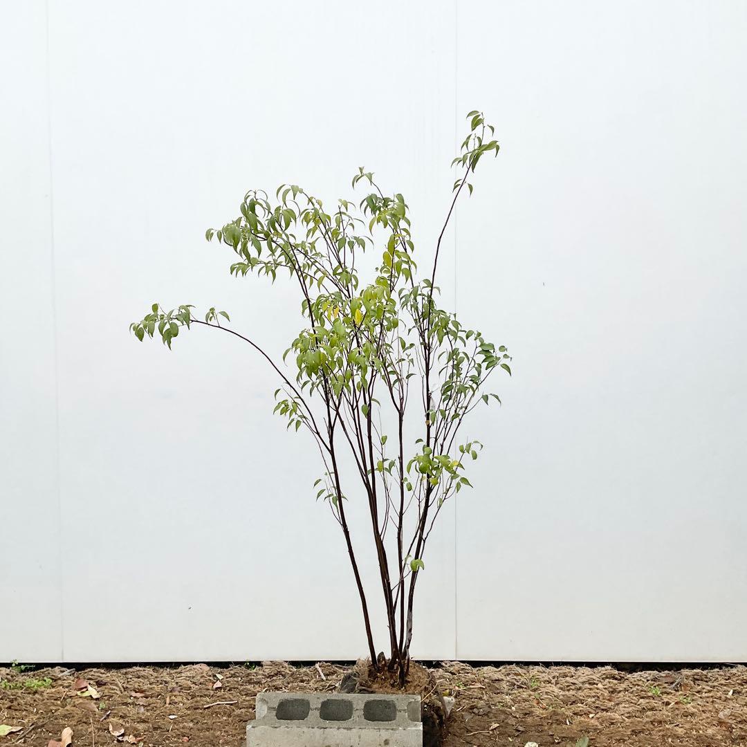 ハイノキ/ 477 あずきさん木姿確認用