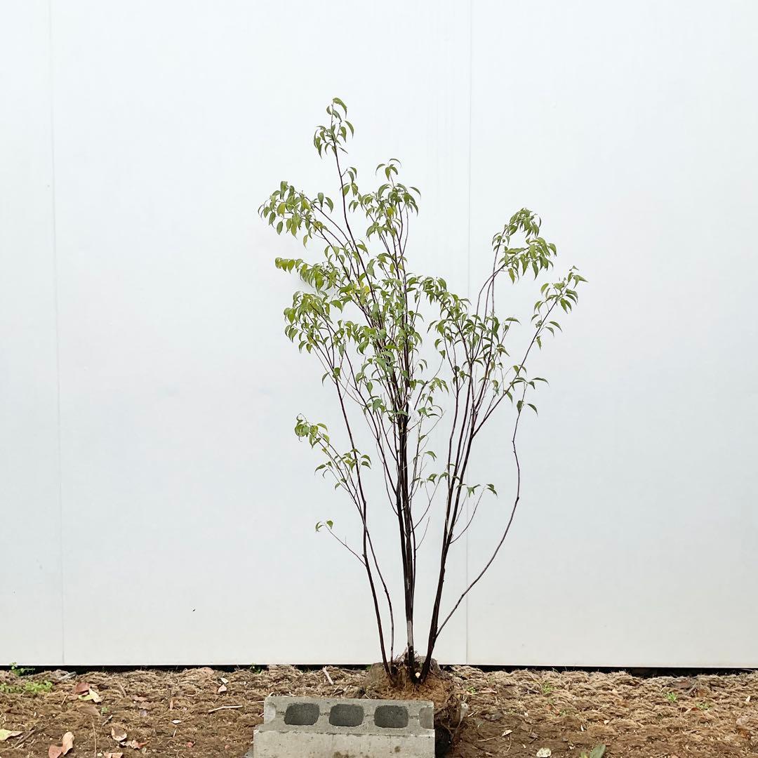 ハイノキ/ 477 あずきさん木姿確認用