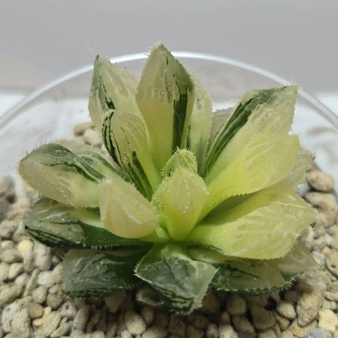 一時休止★多肉植物　ハオルチア　桜蘭錦