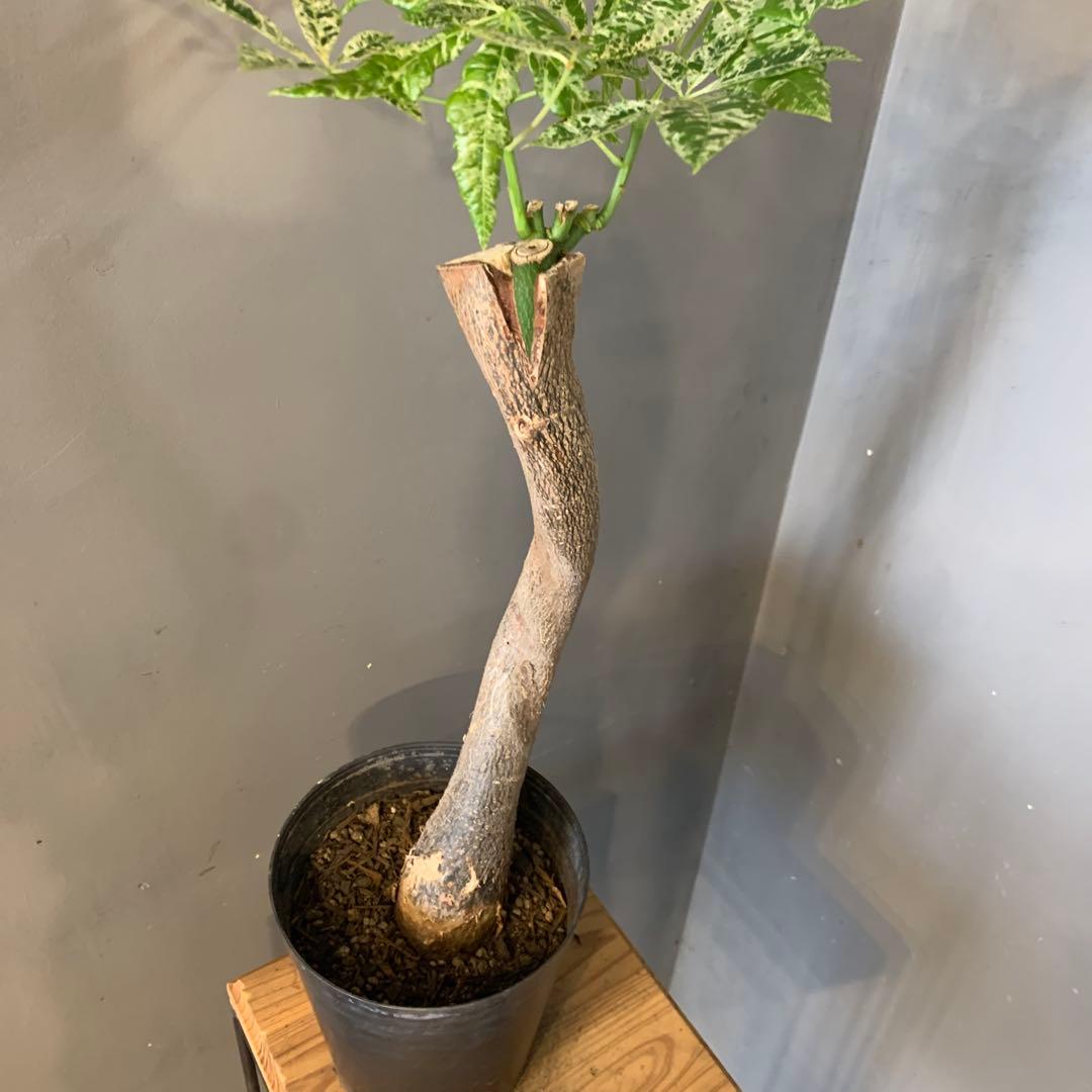 パキラ ミルキーウェイ 16