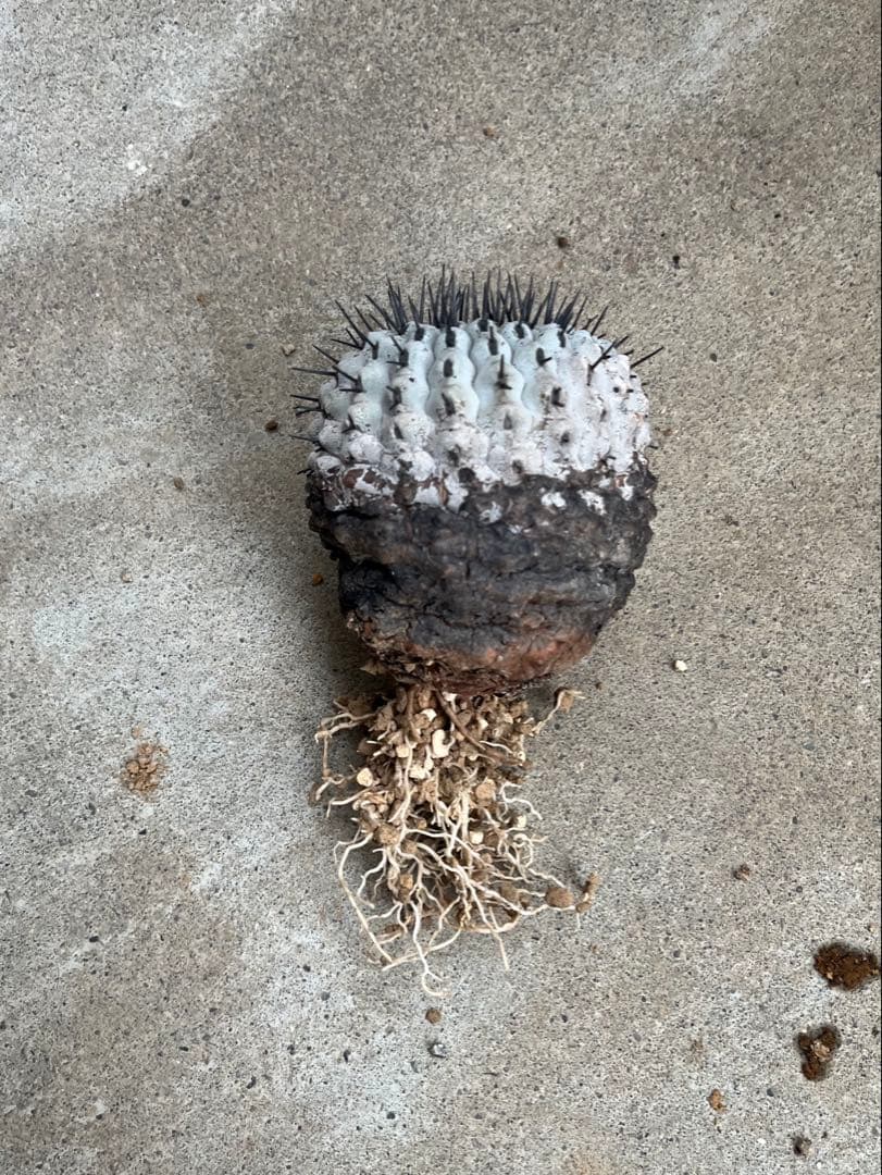 黒王丸　（孤竜丸）　現地球　コピアポア　発根済 Copiapoa