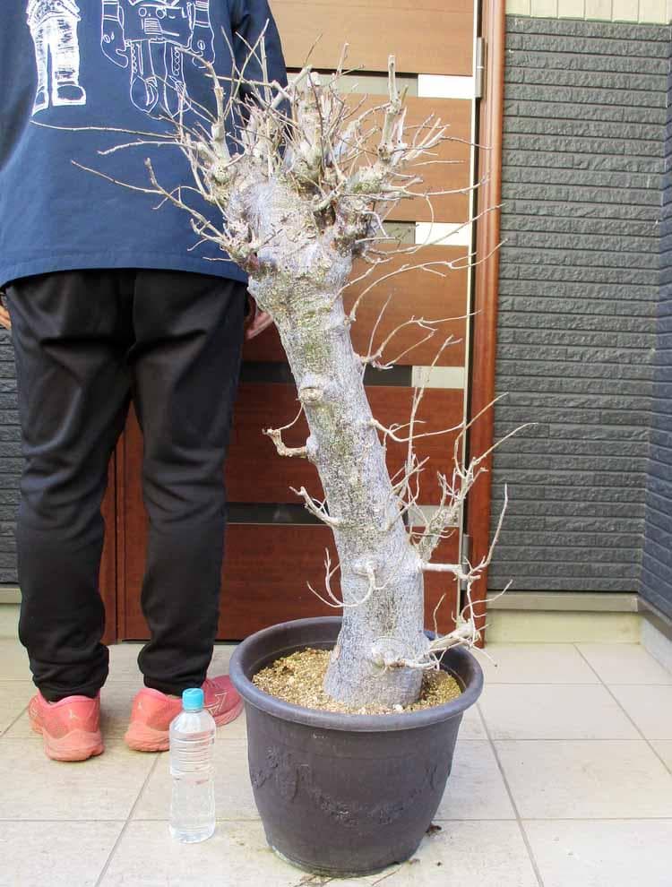 【現品】発根済　バオバブの木　バオバブ・ディギタータ　12号鉢　ラ４番