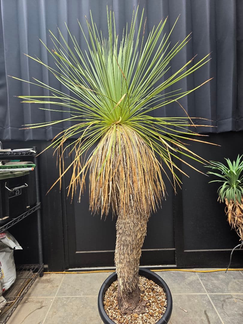 専用出品 セット、特割 ユッカ リネアリフォリア (お)曲がり株