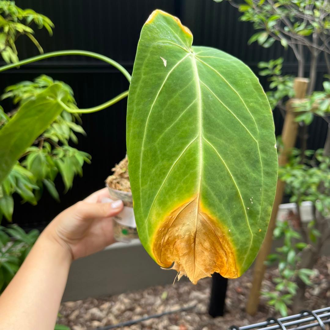 151 Zamora Queen ザモラクイーン　アンスリウムAnthurium