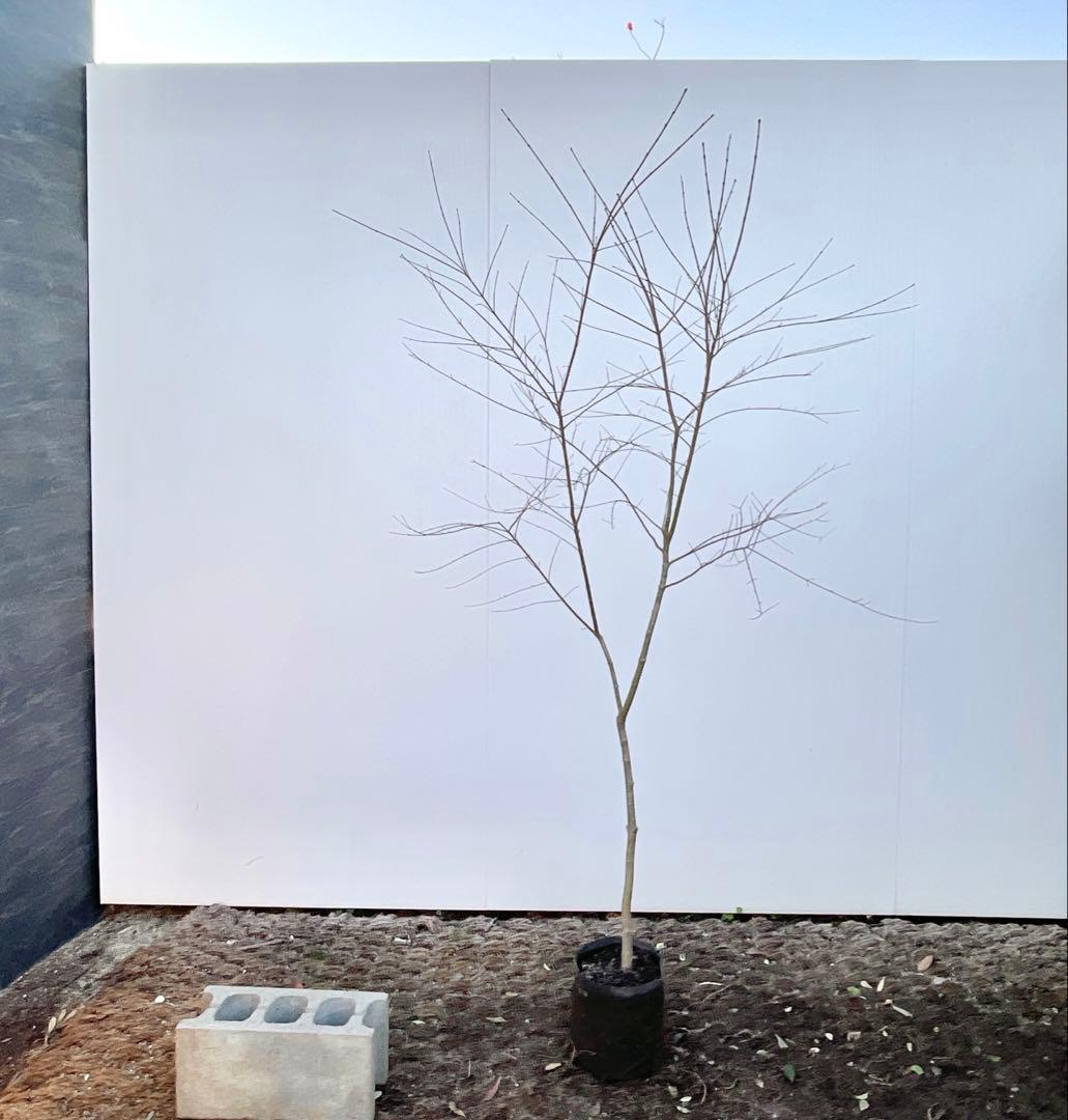 イロハモミジ/ 9