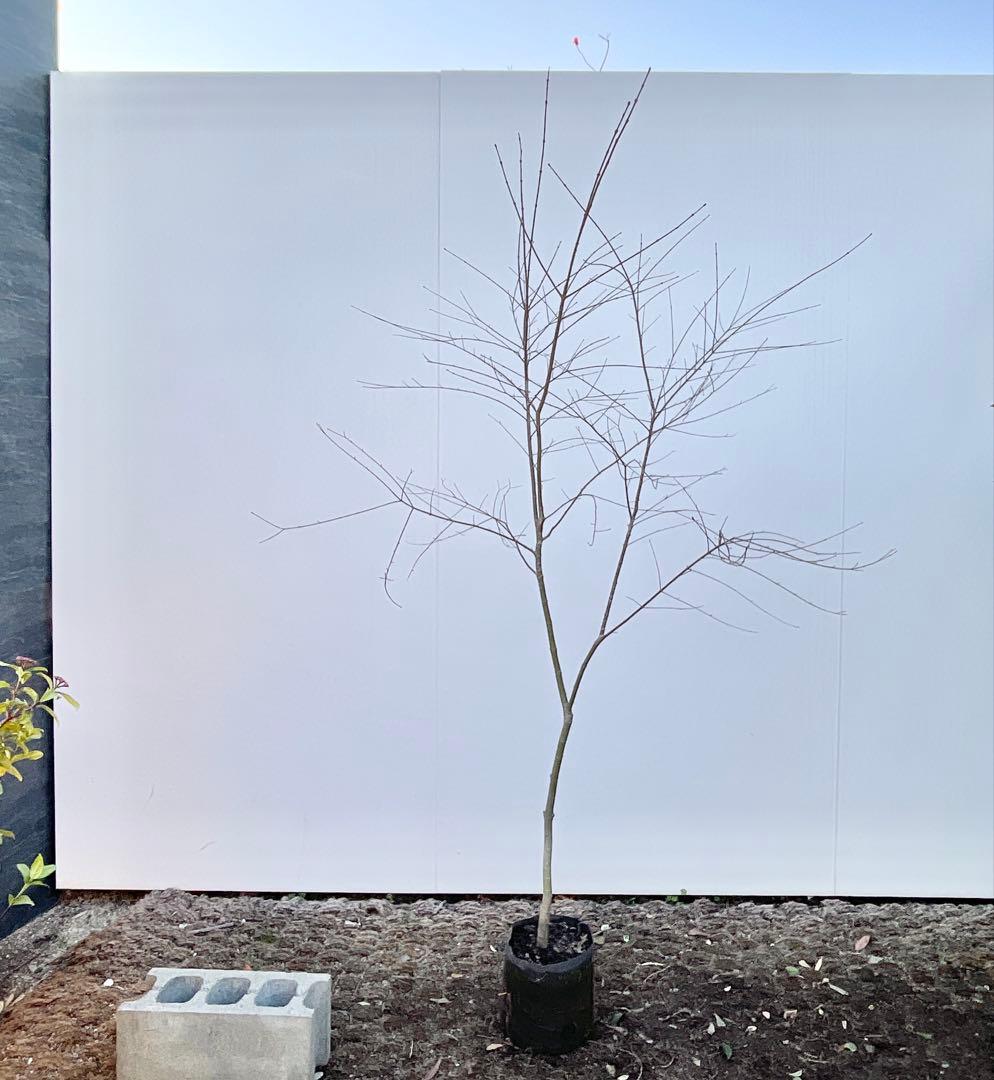 イロハモミジ/ 9