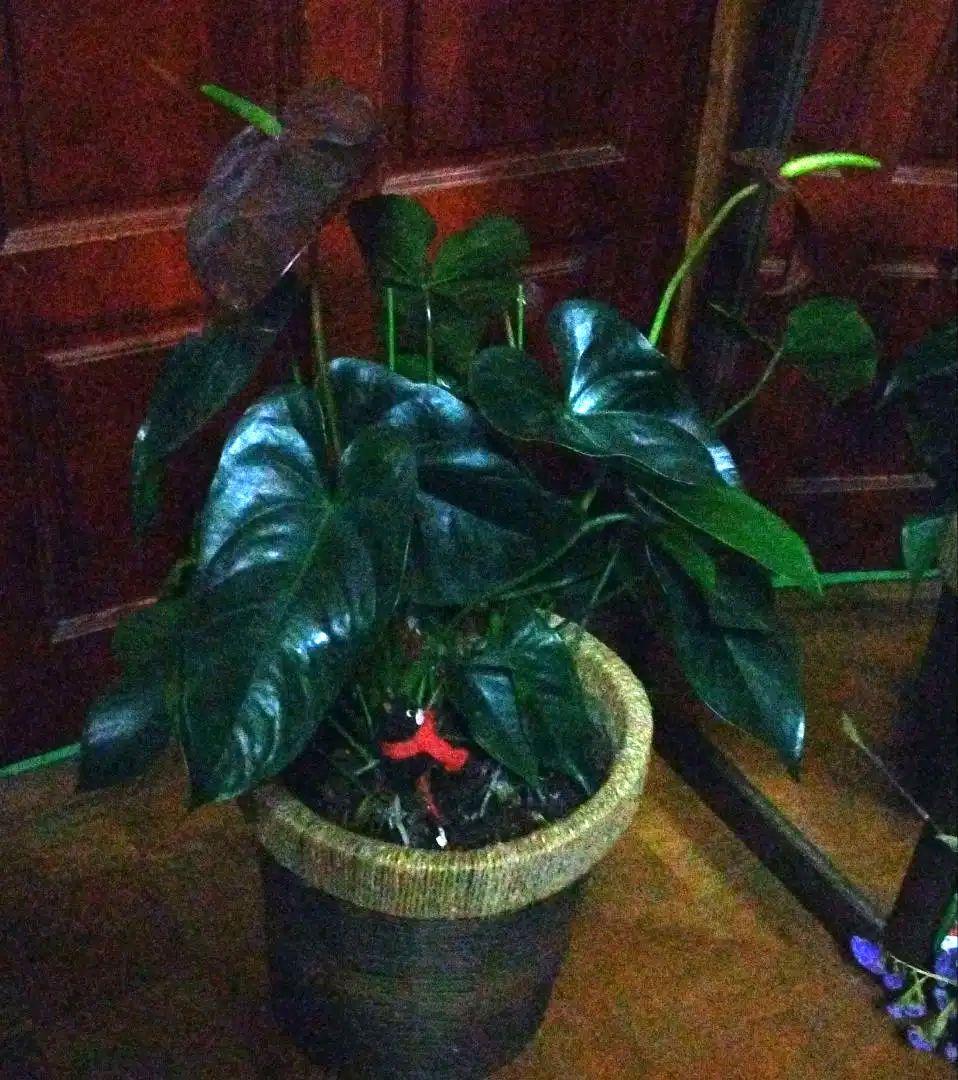 オバケアンス　ブラックナイト