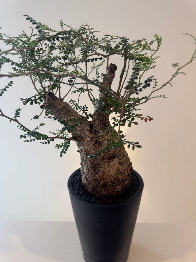 インボイス発行可 オペルクリカリア パキプス 幹幅10㎝ 発根済み パワータンク