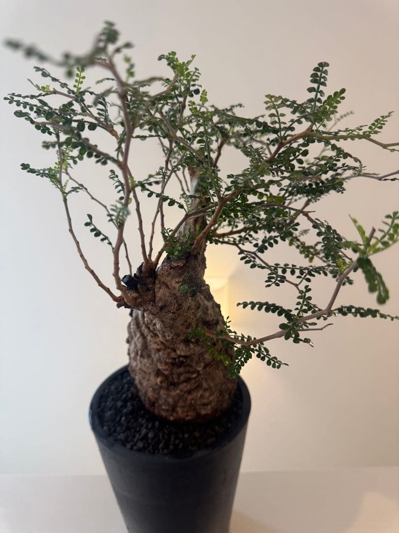 インボイス発行可 オペルクリカリア パキプス 幹幅10㎝ 発根済み パワータンク