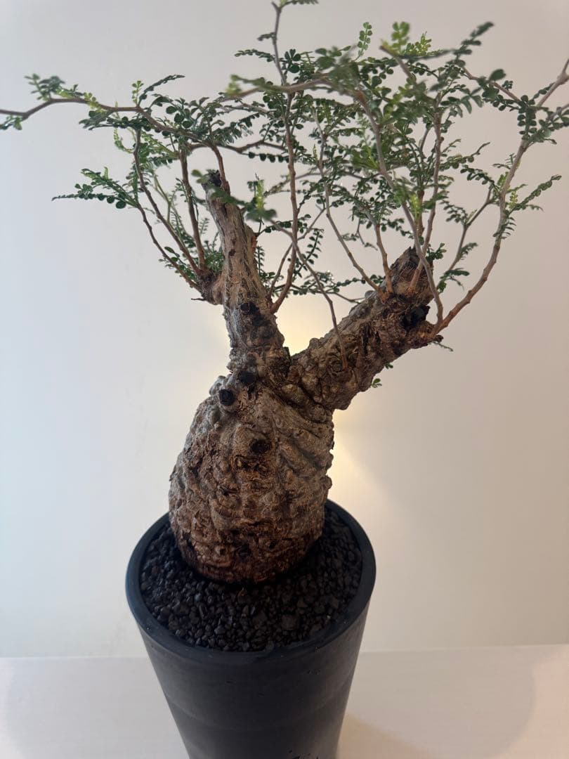 インボイス発行可 オペルクリカリア パキプス 幹幅10㎝ 発根済み パワータンク