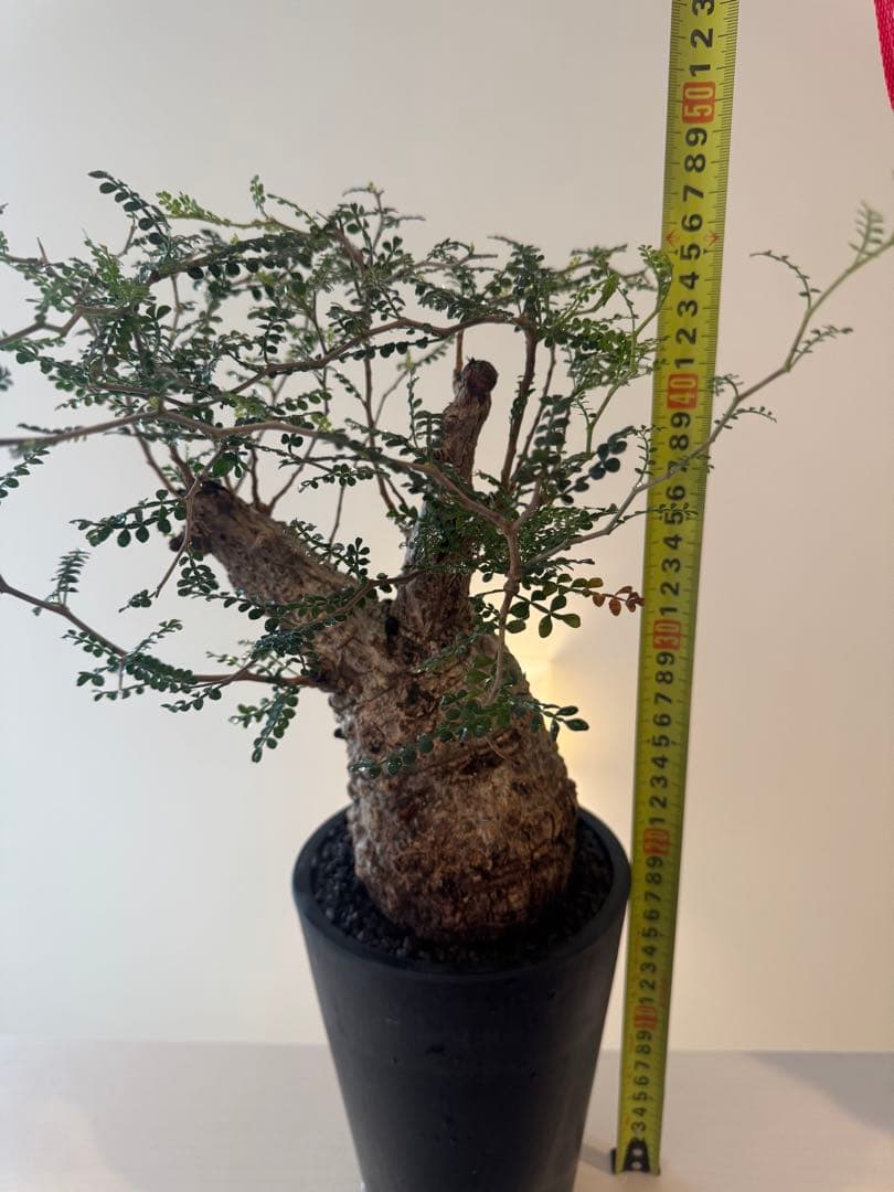 インボイス発行可 オペルクリカリア パキプス 幹幅10㎝ 発根済み パワータンク