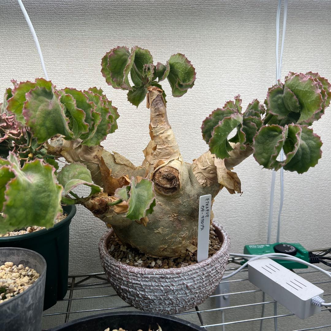 キフォステンマ ウターマクロプス