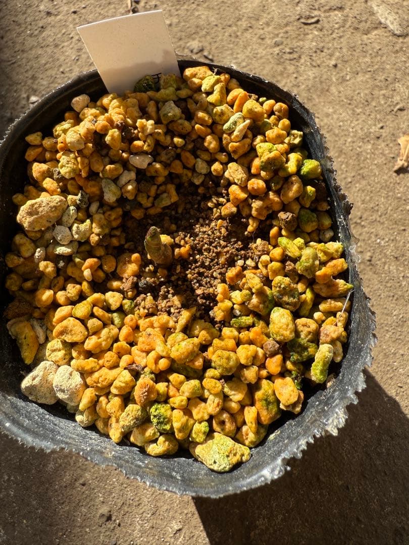 ★チベタヌス　2年、3年苗セットクリスマスローズ苗