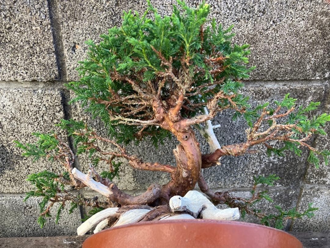 真柏荒木（盆栽素材）