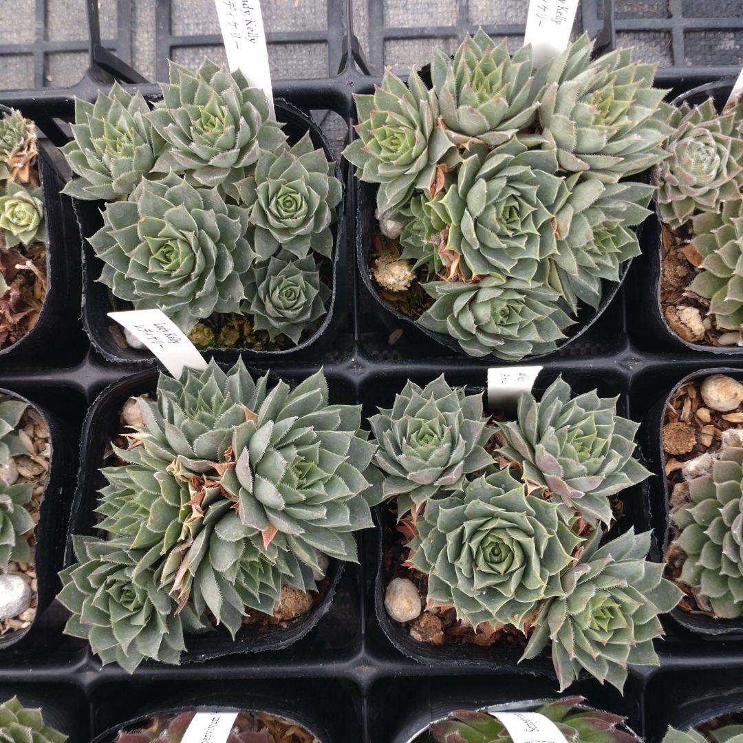 1ポット410円〜 センペルビウム26年1月 その2