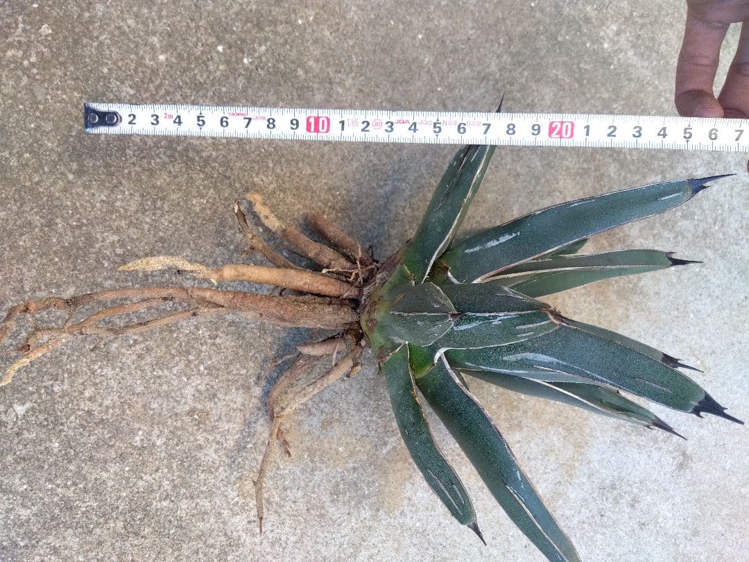 アガベ　笹吹雪　ニッケルシー　20センチ❗子株つき❗