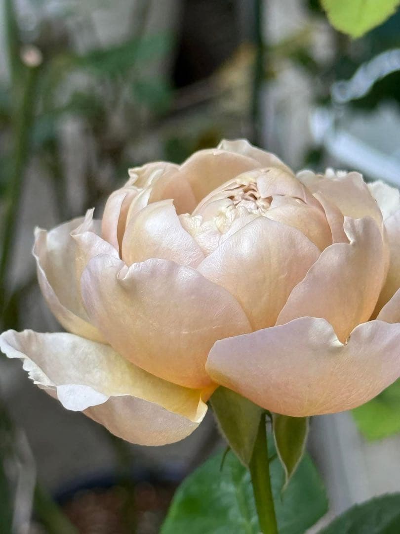 高級な和花　接木　3GLの鉢